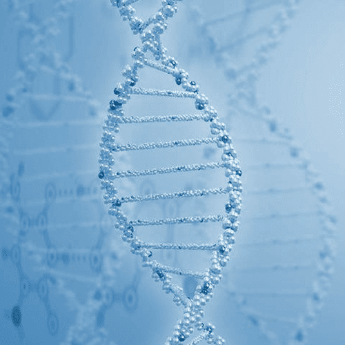 促进细胞修复
细胞再生